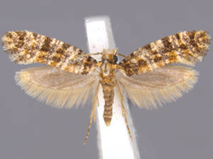 Xylesthia pruniramiella