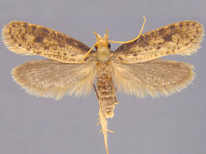 Amydria effrenatella