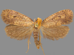 Acrolophus mortipennella