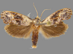 Acrolophus mycetophagus