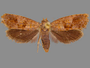 Acrolophus piger