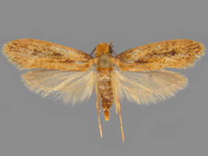 Tinea carnariella