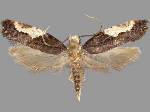 Monopis longella