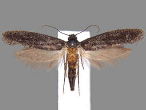 Elatobia carbonella