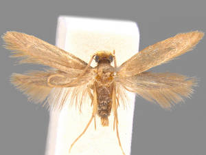 Phaeoses sabinella