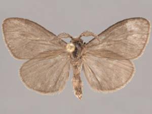 Cryptothelea nigrita