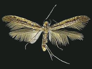 Caloptilia hypericella