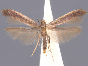 Caloptilia hypericella