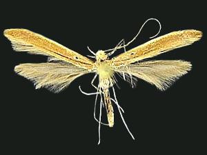 Caloptilia invariabilis