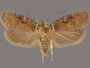 Agonopterix hyperella