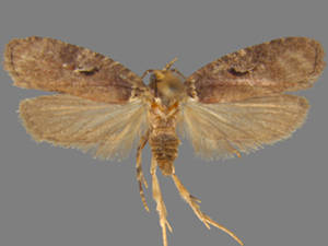 Agonopterix lythrella