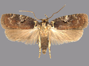 Agonopterix lythrella