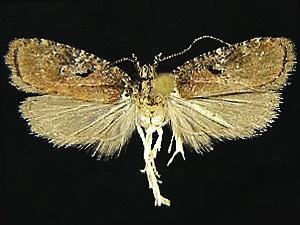 Agonopterix lythrella