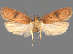 Agonopterix nubiferella