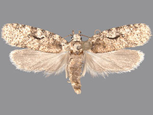 Agonopterix curvilineella