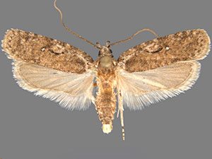 Agonopterix curvilineella