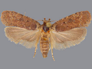 Agonopterix clemensella