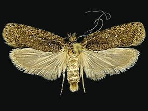 Agonopterix eupatoriiella