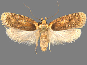 Agonopterix nigrinotella