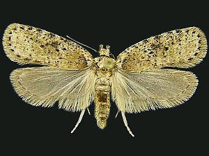 Agonopterix fusciterminella