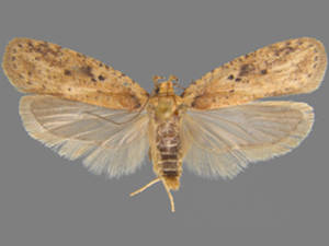 Agonopterix fusciterminella