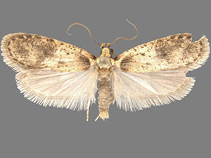 Agonopterix chrautis