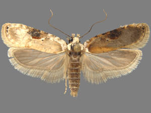 Agonopterix alstroemeriana