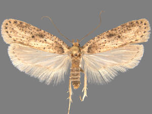 Agonopterix canadensis