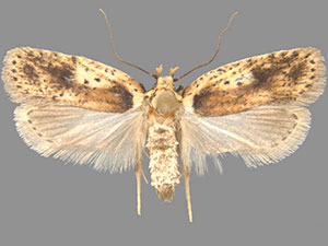 Agonopterix flavicomella