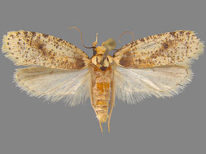 Agonopterix flavicomella