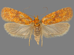 Agonopterix robiniella