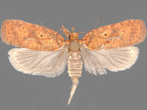 Agonopterix robiniella