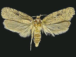 Agonopterix argillacea