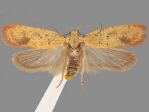 Agonopterix posticella