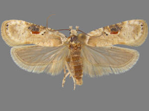 Exaeretia canella