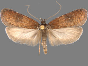 Exaeretia fulva