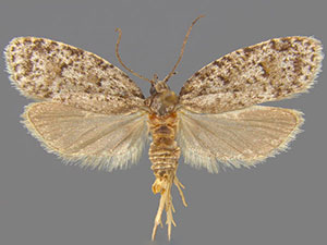 Bibarrambla allenella