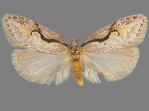 Semioscopis packardella