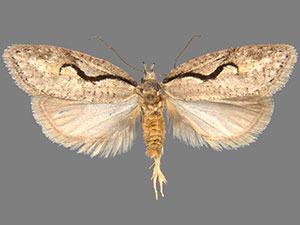 Semioscopis packardella