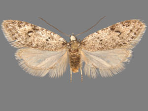 Semioscopis megamicrella