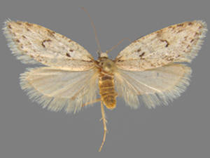 Semioscopis aurorella