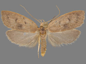 Machimia tentoriferella