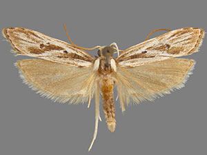 Eupragia hospita