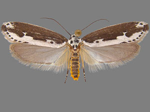 Ethmia semilugens