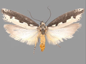 Ethmia bipunctella