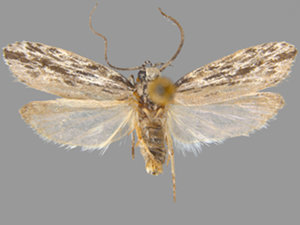 Ethmia confusella