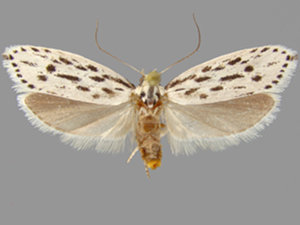 Ethmia longimaculella