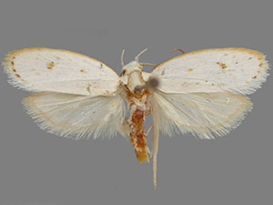 Durrantia piperatella