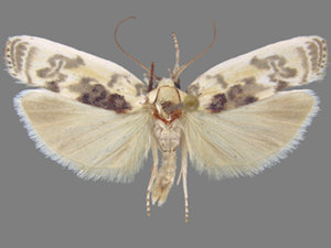 Antaeotricha schlaegeri