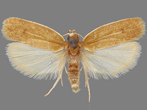 Antaeotricha unipunctella